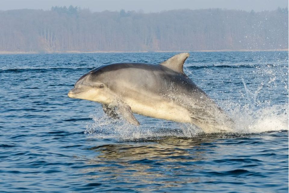 Der militärische Einsatz von Delfinen ist mit hohem Aufwand verbunden