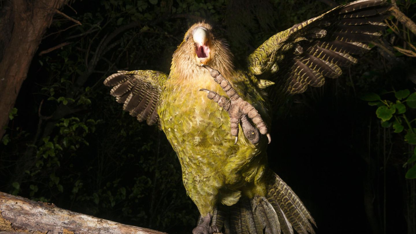 Kakapos gelten als anhänglich wie ein Hund und verspielt wie ein Kätzchen, Verteidigungsgesten wie diese sind selten. Deshalb konnten die Vögel bislang nur auf einigen raubtierfreien Inseln überleben