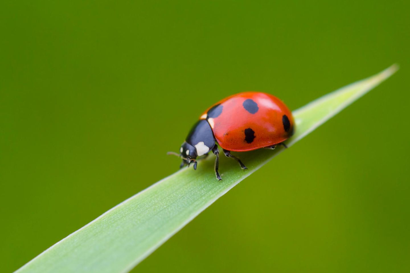 Warum hat der Marienkäfer Punkte? - [GEO]