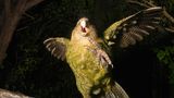 Ein Kakapo-Vogel frontal von vorne im Porträt mit erhobener Fuß-Klaue und gespreizten Flügeln.