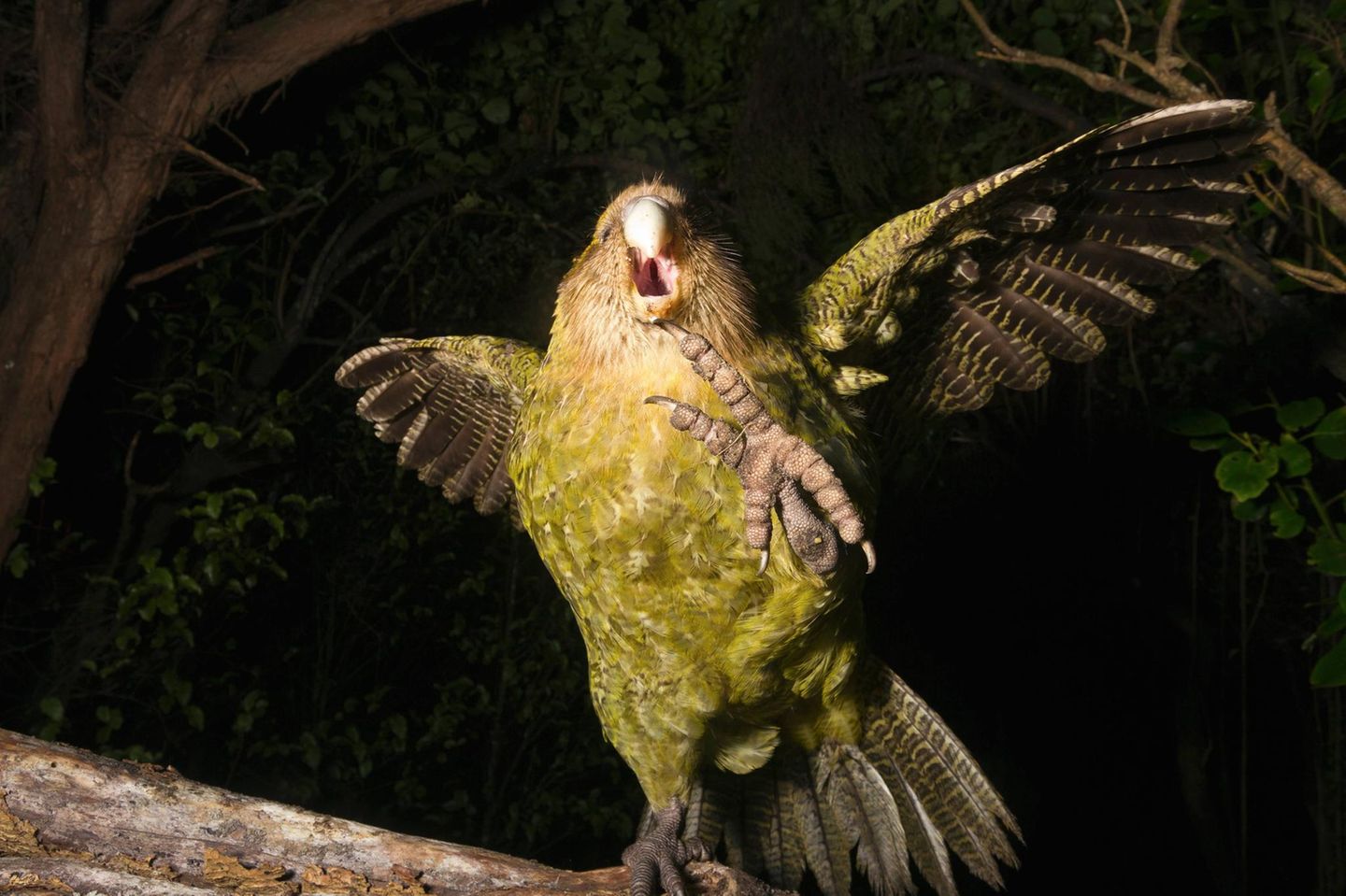 Ausgeflogen Ein Kakapo-Vogel frontal von vorne im Porträt mit erhobener Fuß-Klaue und gespreizten Flügeln.