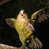 Ein Kakapo-Vogel frontal von vorne im Porträt mit erhobener Fuß-Klaue und gespreizten Flügeln.