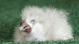 Ein weißgefiedertes Kakapo-Küken mit geschlossenen Augen