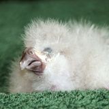 Ein weißgefiedertes Kakapo-Küken mit geschlossenen Augen