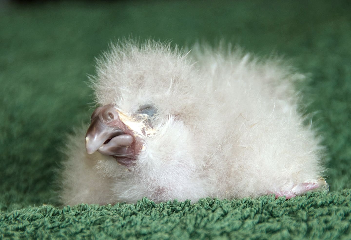 Ein weißgefiedertes Kakapo-Küken mit geschlossenen Augen