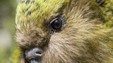 Detailaufnahme vom Kopf eines Kakapo-Vogels