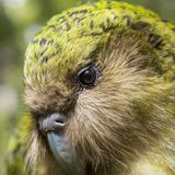 Detailaufnahme vom Kopf eines Kakapo-Vogels