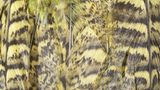Nahaufnahme des Federkleids eines Kakapo-Vogels