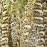 Nahaufnahme des Federkleids eines Kakapo-Vogels