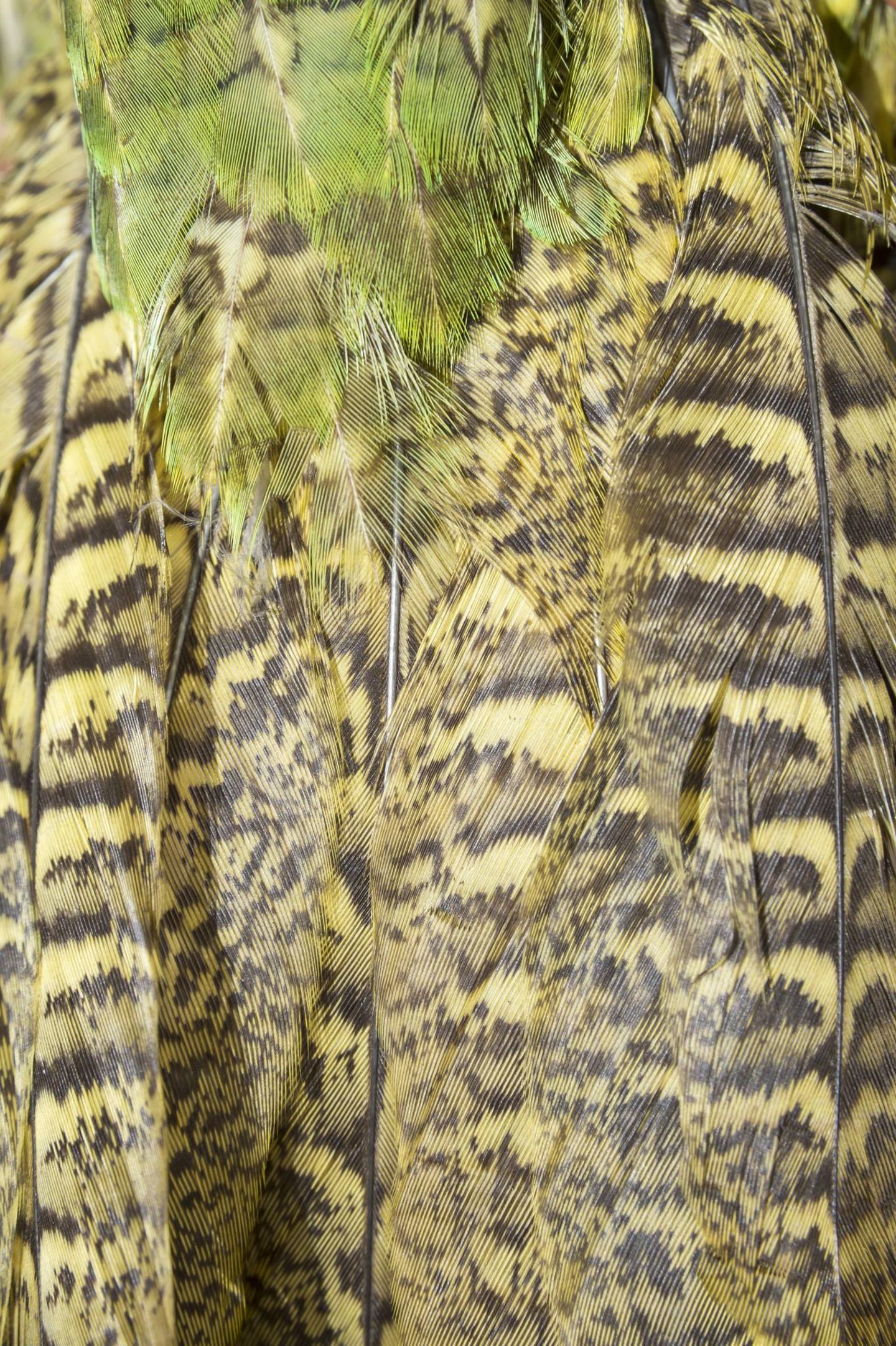 Nahaufnahme des Federkleids eines Kakapo-Vogels