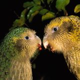 Kopf-Nahaufnahme zweier Kakapo-Vögel, die sich gegenüber stehen mit Beeren im Maul