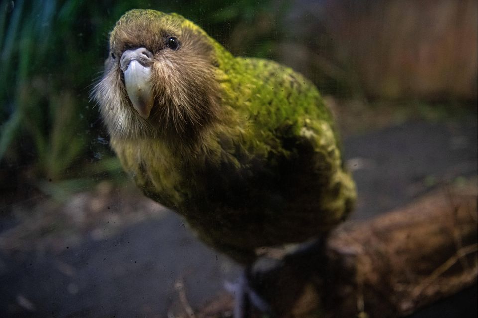 Ein neugieriger Kakapo-Vogel im Weitwinkel-Objektiv, der neugierig in die Kamera blickt