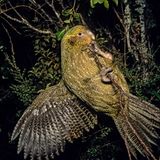 Ein Kakapo-Vogel hängt an einem Zweig, mit gespreiztem Flügel und nächtlich anmutendem Hintergrund