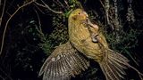 Ein Kakapo-Vogel hängt an einem Zweig, mit gespreiztem Flügel und nächtlich anmutendem Hintergrund