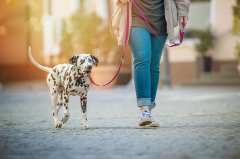 Frau geht mit einem Dalmatiner in der Stadt spazieren