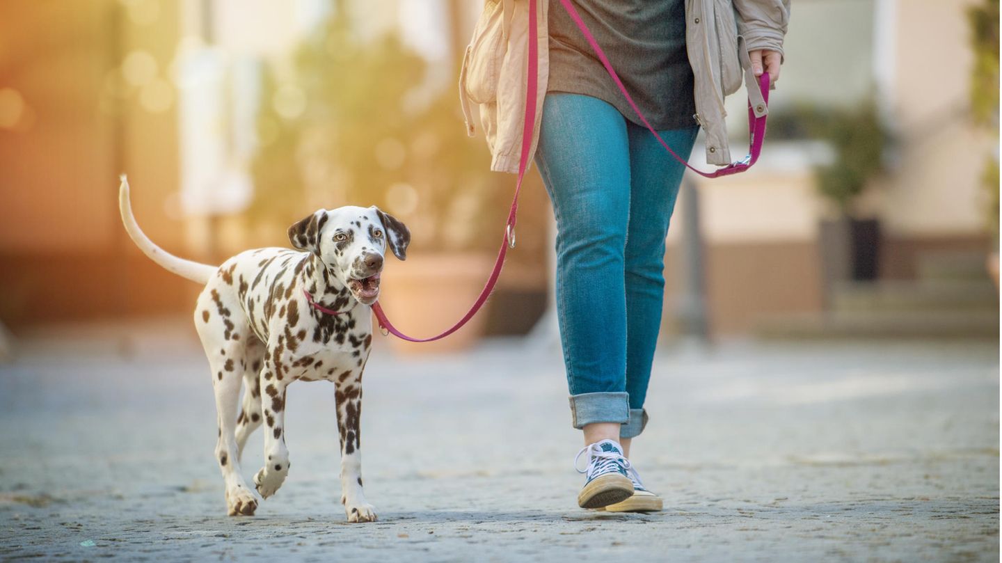 Frau geht mit einem Dalmatiner in der Stadt spazieren