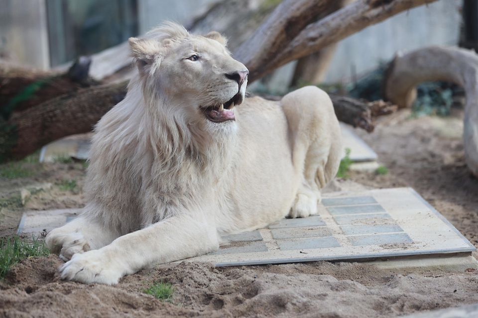 Im Jahr 2020 verbrachte der weiße Löwe Mojo einige Wochen im Bergzoo Halle. Sein Besitzer musste ein neues Gehege errichten – für das er laut Tierschützern jedoch nie eine Baugenehmigung erhielt  1.7793