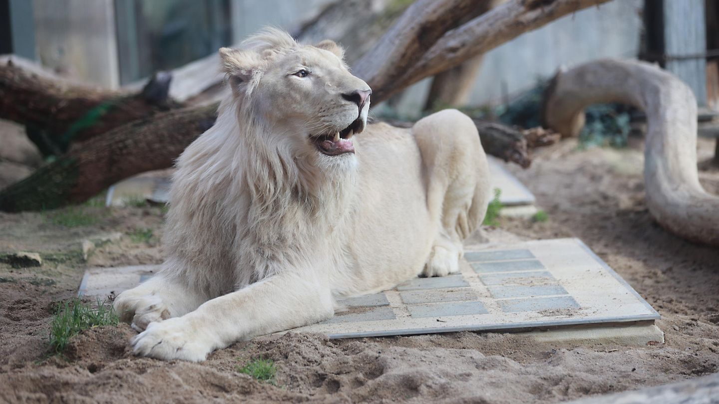 Im Jahr 2020 verbrachte der weiße Löwe Mojo einige Wochen im Bergzoo Halle. Sein Besitzer musste ein neues Gehege errichten – für das er laut Tierschützern jedoch nie eine Baugenehmigung erhielt