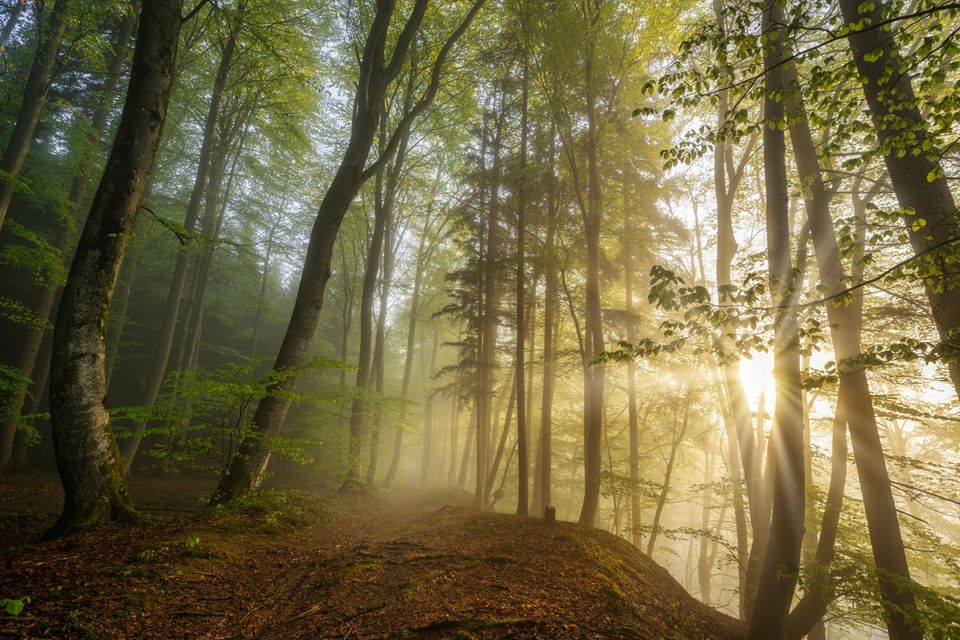 Unbedeutend und klein erleben wir uns im Angesicht erhabener Wildnis: ein wohltuender Moment, der Demut lehrt und Ruhe schenkt 1.5004