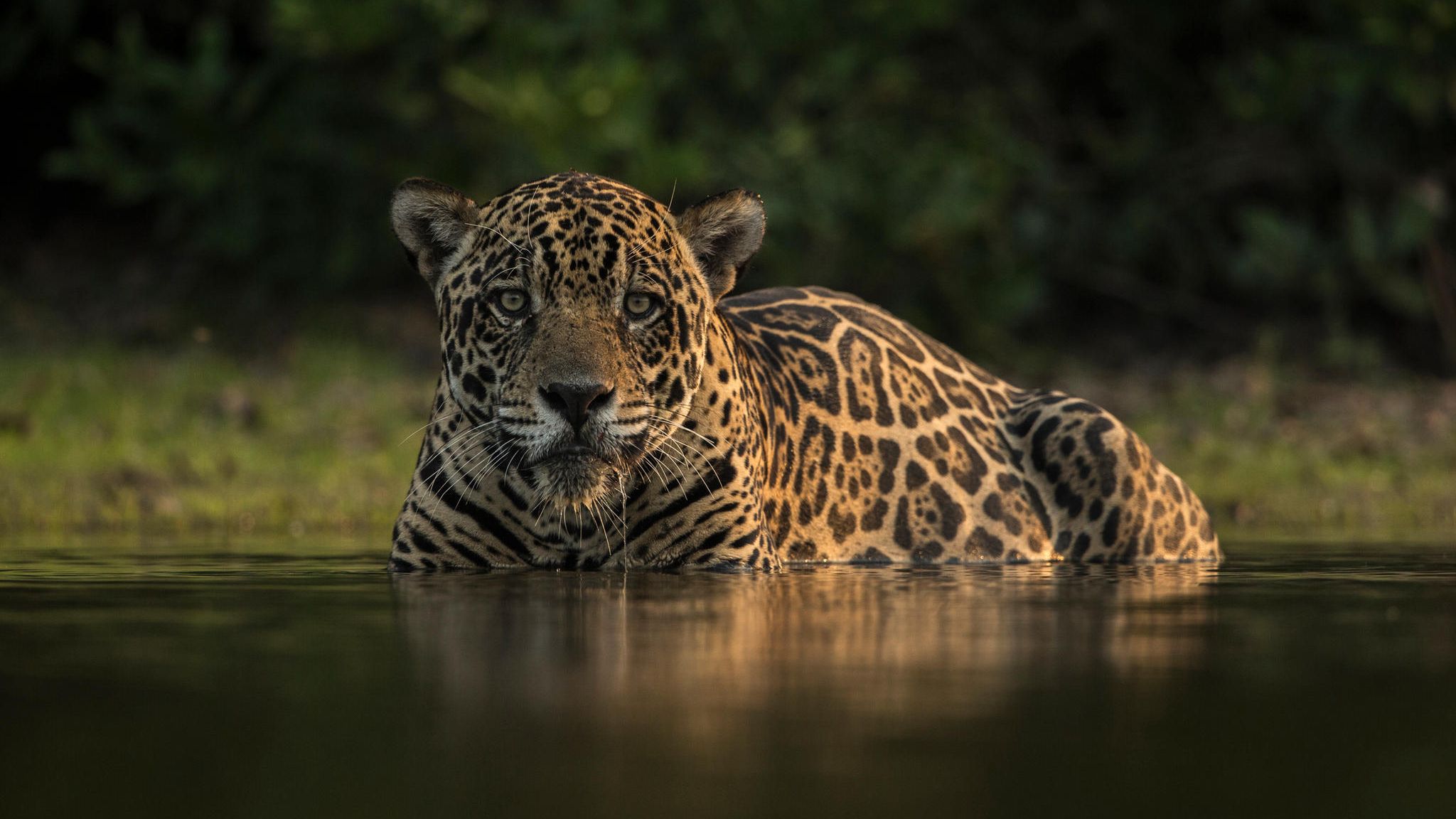 Ein leiser Jäger in Gefahr: Weil ihr Lebensraum zerstört wurde, treffen Jaguare immer häufiger auf Menschen