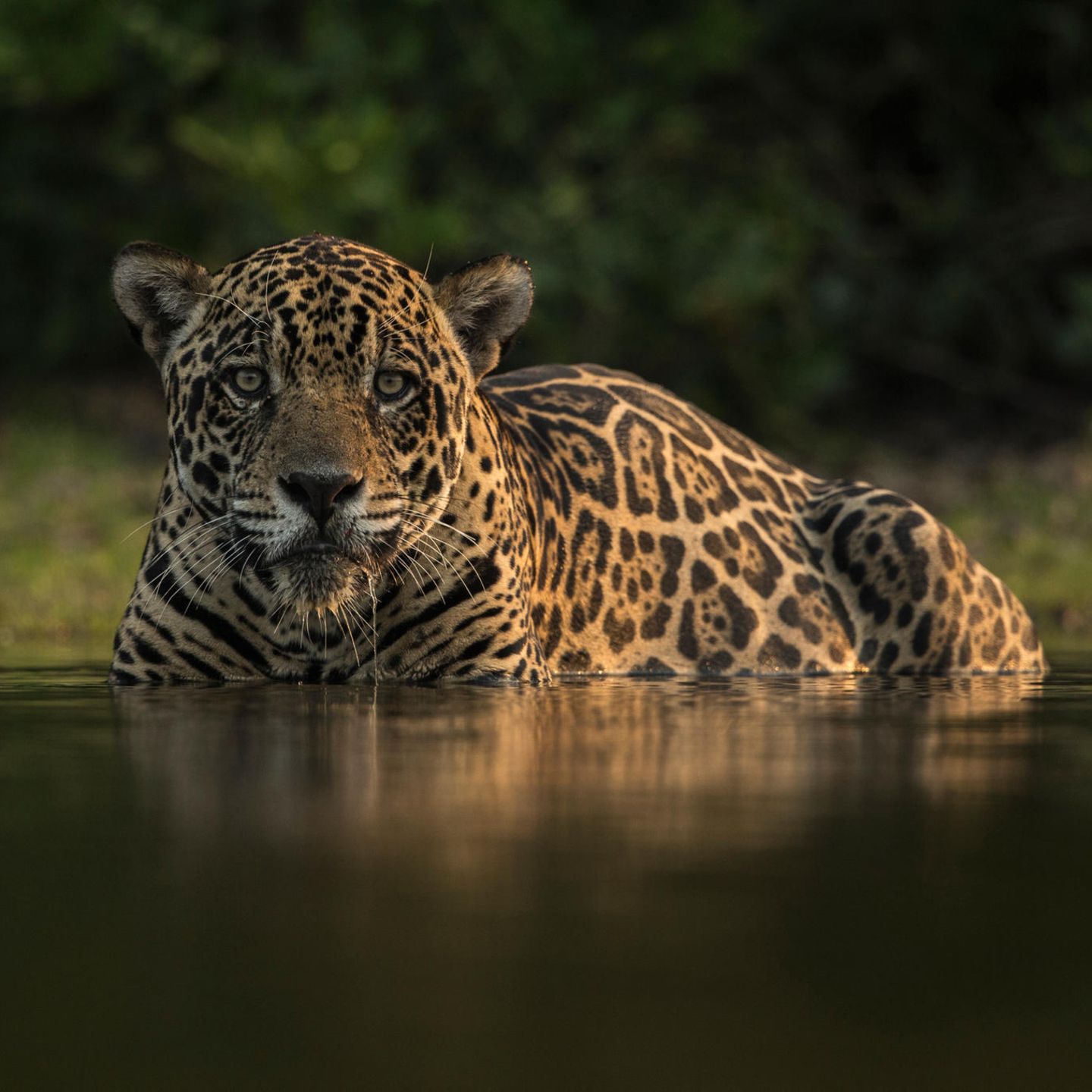 Ein leiser Jäger in Gefahr: Weil ihr Lebensraum zerstört wurde, treffen Jaguare immer häufiger auf Menschen