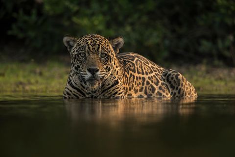 Ein leiser Jäger in Gefahr: Weil ihr Lebensraum zerstört wurde, treffen Jaguare immer häufiger auf Menschen