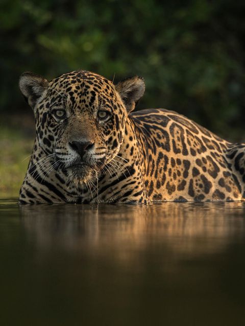 Ein leiser Jäger in Gefahr: Weil ihr Lebensraum zerstört wurde, treffen Jaguare immer häufiger auf Menschen