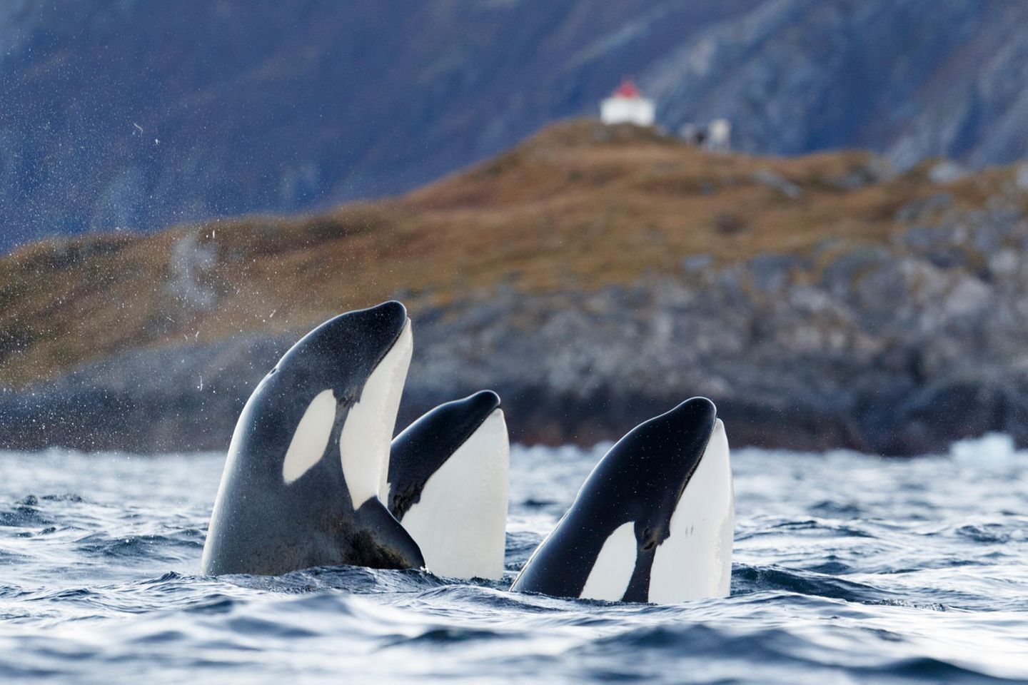 Orca-Mütter beschützen ihre Söhne vor Kämpfen - [GEO]
