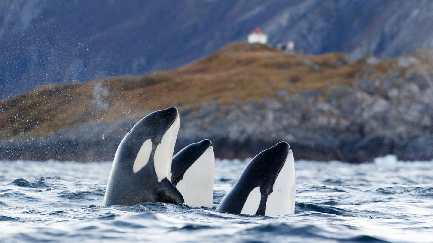 Nach Menopause: Orca-Mütter beschützen ihre Söhne vor Kämpfen