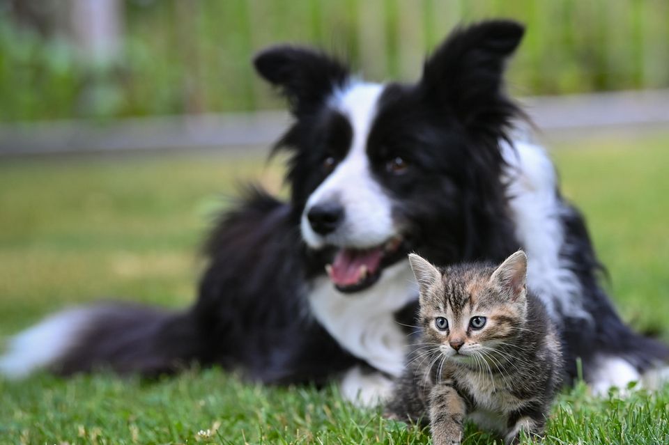 Auch artübergreifend können Freundschaften zwischen Tieren entstehen