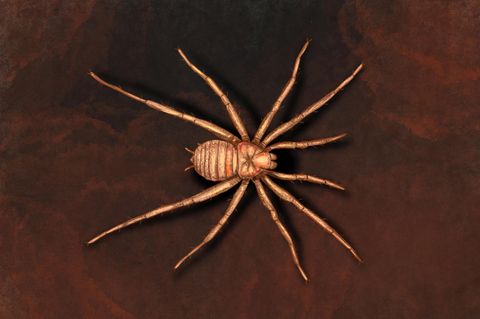 Vor mehr als 300 Millionen Jahren lebte die Spinne Arthrolycosa wolterbeeki. Die Illustration entstand nach einer Vorlage von Jason Dunlop