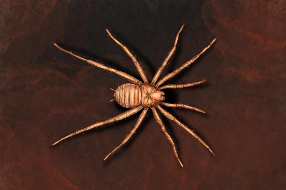 Vor mehr als 300 Millionen Jahren lebte die Spinne Arthrolycosa wolterbeeki. Die Illustration entstand nach einer Vorlage von Jason Dunlop  1.4144