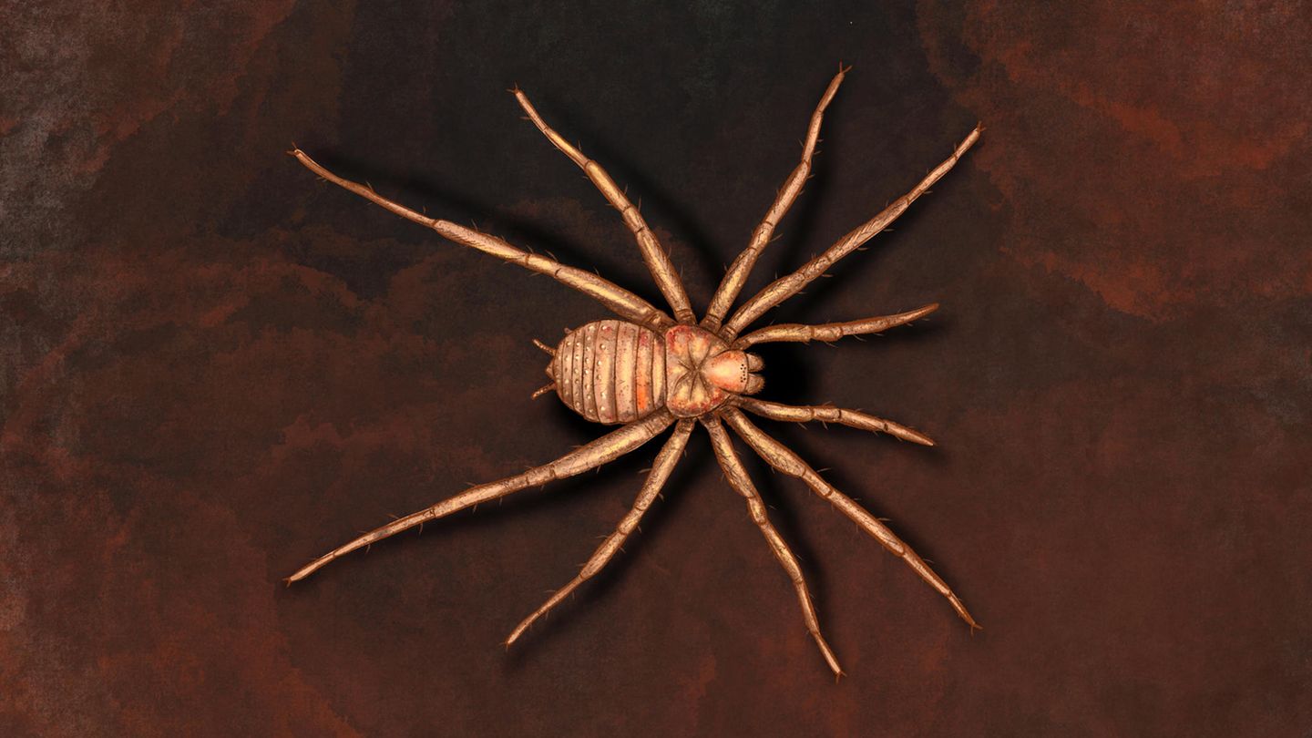 Vor mehr als 300 Millionen Jahren lebte die Spinne Arthrolycosa wolterbeeki. Die Illustration entstand nach einer Vorlage von Jason Dunlop