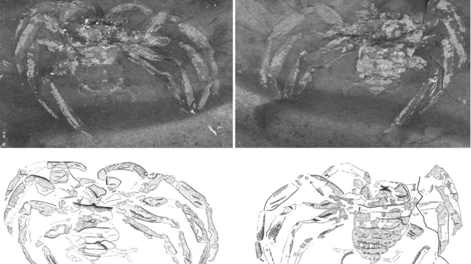 Paläontologie: Das Fossil der Spinne ist hervorragend erhalten – sogar Details wie Borsten lassen sich im Stein erkennen (Quelle: Jason A. Dunlop/CC BY 4.0) Das Fossil der Spinne ist hervorragend erhalten – sogar Details wie Borsten lassen sich im Stein erkennen (Quelle: Jason A. Dunlop/CC BY 4.0)