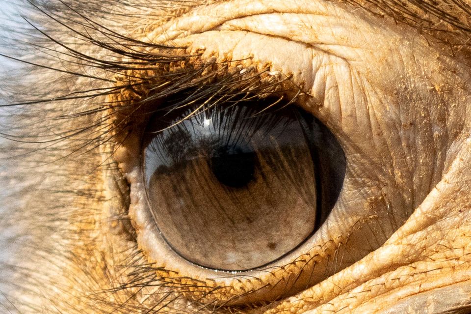 Hingucken!: Zu welchem Tier gehören diese Augen?
