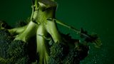 Eine Brokkoli-Rose vor grünem Hintergrund