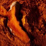 Kurkuma-Wurzel auf Kurkuma-Pulver