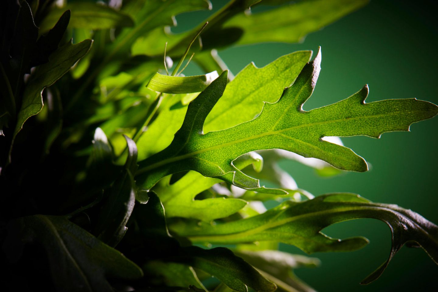 Nahaufnahme von Rucola Salat