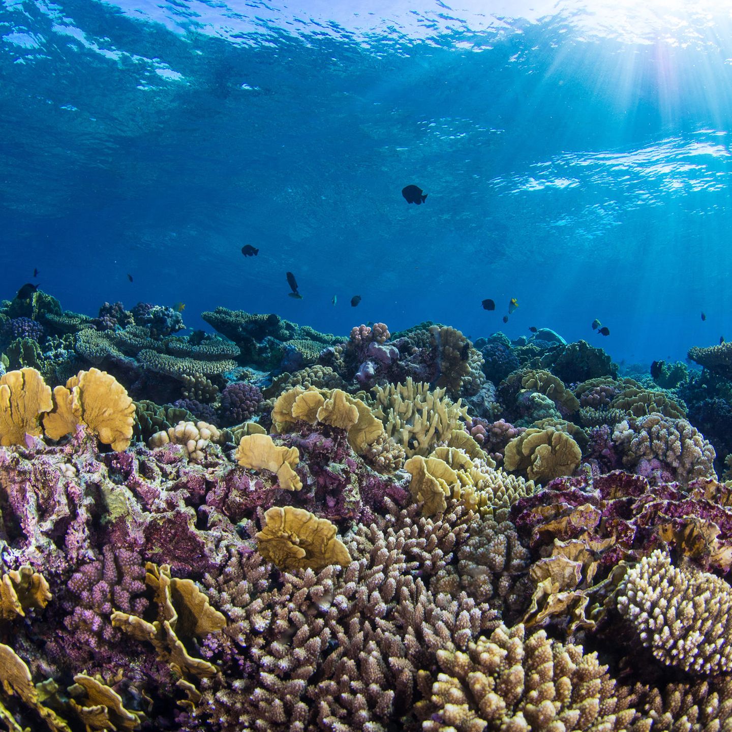 Korallenriffe bedecken nur 0,1 Prozent des Meeresboden und doch beherbergen sie ein Viertel aller bekannten marinen Spezies