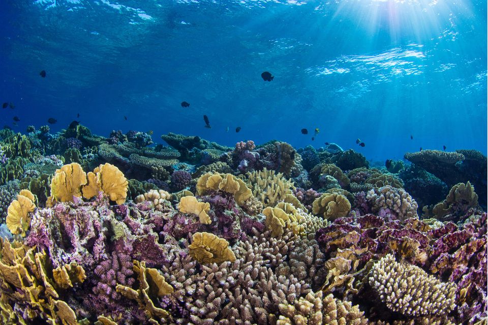 Korallenriffe bedecken nur 0,1 Prozent des Meeresboden und doch beherbergen sie ein Viertel aller bekannten marinen Spezies