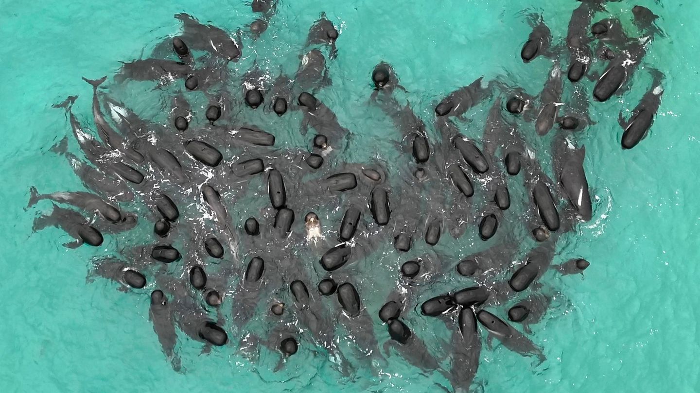 Eine Schule von Grindwalen versammelt sich in der Nähe des Cheynes Beach östlich von Albany. Nach der Massenstrandung von Grindwalen an einem Strand in Westaustralien sind mehr als 50 Tiere verendet