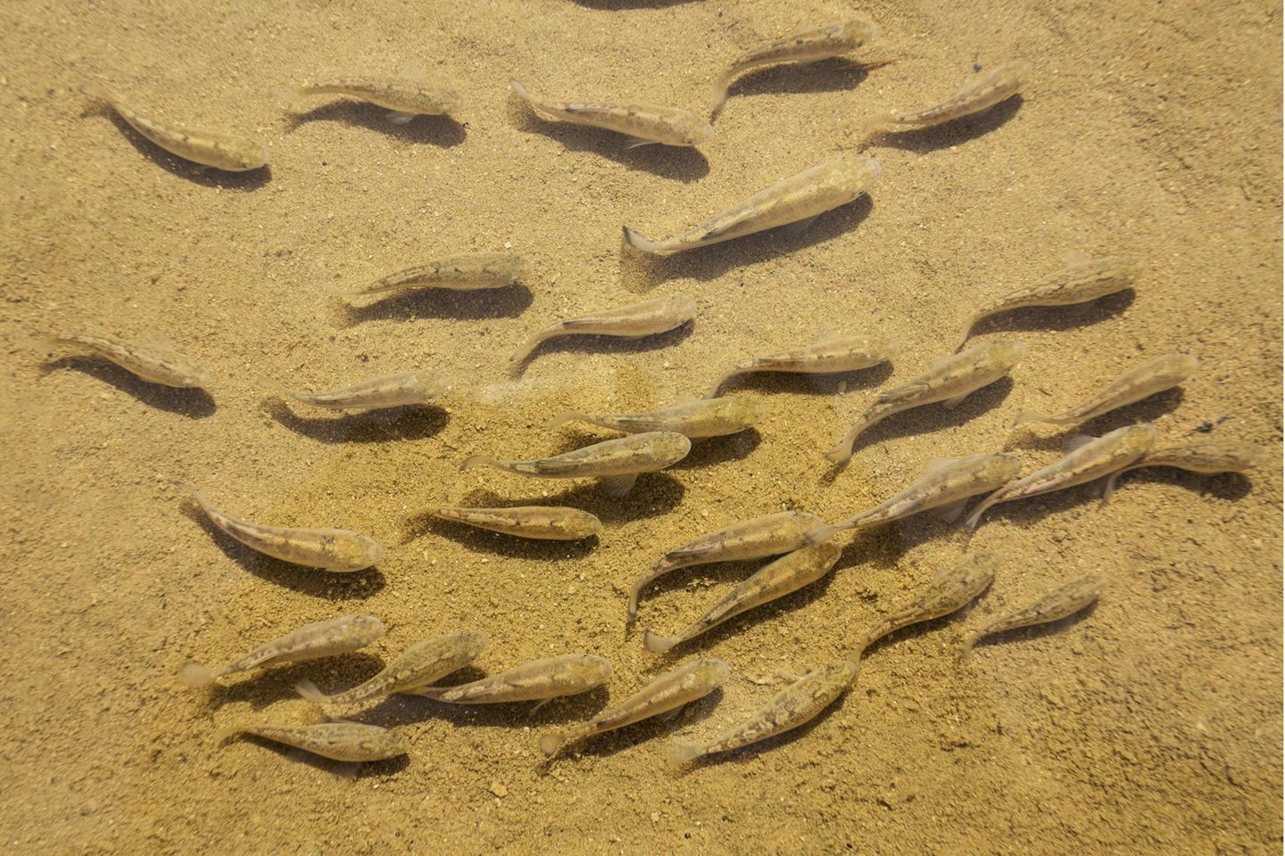 Salt-Creek-Wüstenkärpfling Fische haben es im Wasser sowieso angenehm kühl? Nicht, wenn sie wie der Salt-Creek-Wüstenkärpfling (Cyprinodon salinus) im Death Valley Nationalpark leben. Dort steigt die Wassertemperatur in kleinen Quellen und Bächen mitunter auf bis zu 47 Grad – nur um im Winter auf 0 Grad zu fallen. Nicht nur in Bezug auf Temperaturschwankungen ist der Wüstenkärpfling ein Anpassungswunder, auch sonst kann er unter Bedingungen leben, die andere Fische töten würden: Das Wasser, in dem er schwimmt, ist viermal salziger als Meerwasser, zudem schwankt der Salzgehalt je nach Wasserstand stark. Es wird angenommen, dass der Salt-Creek-Wüstenkärpfling, der nur in den Gewässern zweier isolierter Gebiete lebt, ein Überbleibsel eines großen Sees ist, der sich zum Ende der letzten Eiszeit über das Death Valley erstreckte. Um mit den gestiegenen Wassertemperaturen zurechtzukommen, wechselt der Wüstenkärpfling zwischen Perioden, in denen er Sauerstoff verbraucht und solchen, in denen er keinen Sauerstoff verbraucht und sein Stoffwechsel auf Hochtouren läuft. Bis zu fünf Stunden kann der Fisch ohne Sauerstoff auskommen