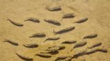 Fische haben es im Wasser sowieso angenehm kühl? Nicht, wenn sie wie der Salt-Creek-Wüstenkärpfling (Cyprinodon salinus) im Death Valley Nationalpark leben. Dort steigt die Wassertemperatur in kleinen Quellen und Bächen mitunter auf bis zu 47 Grad – nur um im Winter auf 0 Grad zu fallen. Nicht nur in Bezug auf Temperaturschwankungen ist der Wüstenkärpfling ein Anpassungswunder, auch sonst kann er unter Bedingungen leben, die andere Fische töten würden: Das Wasser, in dem er schwimmt, ist viermal salziger als Meerwasser, zudem schwankt der Salzgehalt je nach Wasserstand stark. Es wird angenommen, dass der Salt-Creek-Wüstenkärpfling, der nur in den Gewässern zweier isolierter Gebiete lebt, ein Überbleibsel eines großen Sees ist, der sich zum Ende der letzten Eiszeit über das Death Valley erstreckte.  Um mit den gestiegenen Wassertemperaturen zurechtzukommen, wechselt der Wüstenkärpfling zwischen Perioden, in denen er Sauerstoff verbraucht und solchen, in denen er keinen Sauerstoff verbraucht und sein Stoffwechsel auf Hochtouren läuft. Bis zu fünf Stunden kann der Fisch ohne Sauerstoff auskommen