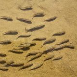 Fische haben es im Wasser sowieso angenehm kühl? Nicht, wenn sie wie der Salt-Creek-Wüstenkärpfling (Cyprinodon salinus) im Death Valley Nationalpark leben. Dort steigt die Wassertemperatur in kleinen Quellen und Bächen mitunter auf bis zu 47 Grad – nur um im Winter auf 0 Grad zu fallen. Nicht nur in Bezug auf Temperaturschwankungen ist der Wüstenkärpfling ein Anpassungswunder, auch sonst kann er unter Bedingungen leben, die andere Fische töten würden: Das Wasser, in dem er schwimmt, ist viermal salziger als Meerwasser, zudem schwankt der Salzgehalt je nach Wasserstand stark. Es wird angenommen, dass der Salt-Creek-Wüstenkärpfling, der nur in den Gewässern zweier isolierter Gebiete lebt, ein Überbleibsel eines großen Sees ist, der sich zum Ende der letzten Eiszeit über das Death Valley erstreckte.  Um mit den gestiegenen Wassertemperaturen zurechtzukommen, wechselt der Wüstenkärpfling zwischen Perioden, in denen er Sauerstoff verbraucht und solchen, in denen er keinen Sauerstoff verbraucht und sein Stoffwechsel auf Hochtouren läuft. Bis zu fünf Stunden kann der Fisch ohne Sauerstoff auskommen