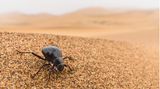 Kein Regen? Kein Problem für den Schwarzkäfer. Eine Unterart des weit verbreiteten Käfers aus der Namib-Wüste in Südwestafrika (Onymacris sp.) produziert ihr Wasser einfach selbst – unabhängig vom Wetter. Schon allein die Tatsache, dass der Käfer Nebeltröpfchen auf seinem Chitinpanzer sammeln und von dort in seinen Mund leiten kann, ist beeindruckend. Das ist möglich, weil seine Oberfläche glatt und leicht erhoben ist, seine Flügeldecken aber hexagonale Furchen durchziehen, in denen sich Flüssigkeit sammeln kann. Der Käfer kann aber noch einen Schritt weiter gehen und auch ohne Nebel Feuchtigkeit in Form von selbst produziertem Tau erzeugen. Tau schlägt sich nur dann als Wasserdampf nieder, wenn eine Oberfläche stärker abkühlt als die Luft. Der Schwarzkäfer erreicht dies durch seinen mit Wachs überzogenen Panzer, der mehr Wärme abgibt als er aufnimmt - auf dem Panzer bildet sich Tau