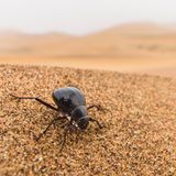 Kein Regen? Kein Problem für den Schwarzkäfer. Eine Unterart des weit verbreiteten Käfers aus der Namib-Wüste in Südwestafrika (Onymacris sp.) produziert ihr Wasser einfach selbst – unabhängig vom Wetter. Schon allein die Tatsache, dass der Käfer Nebeltröpfchen auf seinem Chitinpanzer sammeln und von dort in seinen Mund leiten kann, ist beeindruckend. Das ist möglich, weil seine Oberfläche glatt und leicht erhoben ist, seine Flügeldecken aber hexagonale Furchen durchziehen, in denen sich Flüssigkeit sammeln kann. Der Käfer kann aber noch einen Schritt weiter gehen und auch ohne Nebel Feuchtigkeit in Form von selbst produziertem Tau erzeugen. Tau schlägt sich nur dann als Wasserdampf nieder, wenn eine Oberfläche stärker abkühlt als die Luft. Der Schwarzkäfer erreicht dies durch seinen mit Wachs überzogenen Panzer, der mehr Wärme abgibt als er aufnimmt - auf dem Panzer bildet sich Tau