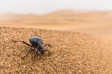 Kein Regen? Kein Problem für den Schwarzkäfer. Eine Unterart des weit verbreiteten Käfers aus der Namib-Wüste in Südwestafrika (Onymacris sp.) produziert ihr Wasser einfach selbst – unabhängig vom Wetter. Schon allein die Tatsache, dass der Käfer Nebeltröpfchen auf seinem Chitinpanzer sammeln und von dort in seinen Mund leiten kann, ist beeindruckend. Das ist möglich, weil seine Oberfläche glatt und leicht erhoben ist, seine Flügeldecken aber hexagonale Furchen durchziehen, in denen sich Flüssigkeit sammeln kann. Der Käfer kann aber noch einen Schritt weiter gehen und auch ohne Nebel Feuchtigkeit in Form von selbst produziertem Tau erzeugen. Tau schlägt sich nur dann als Wasserdampf nieder, wenn eine Oberfläche stärker abkühlt als die Luft. Der Schwarzkäfer erreicht dies durch seinen mit Wachs überzogenen Panzer, der mehr Wärme abgibt als er aufnimmt - auf dem Panzer bildet sich Tau