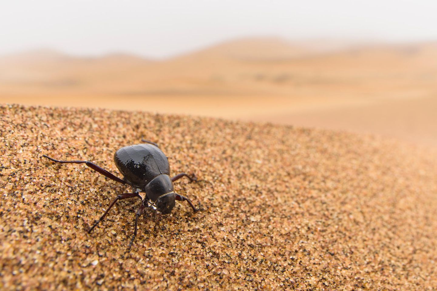 Schwarzkäfer Kein Regen? Kein Problem für den Schwarzkäfer. Eine Unterart des weit verbreiteten Käfers aus der Namib-Wüste in Südwestafrika (Onymacris sp.) produziert ihr Wasser einfach selbst – unabhängig vom Wetter. Schon allein die Tatsache, dass der Käfer Nebeltröpfchen auf seinem Chitinpanzer sammeln und von dort in seinen Mund leiten kann, ist beeindruckend. Das ist möglich, weil seine Oberfläche glatt und leicht erhoben ist, seine Flügeldecken aber hexagonale Furchen durchziehen, in denen sich Flüssigkeit sammeln kann. Der Käfer kann aber noch einen Schritt weiter gehen und auch ohne Nebel Feuchtigkeit in Form von selbst produziertem Tau erzeugen. Tau schlägt sich nur dann als Wasserdampf nieder, wenn eine Oberfläche stärker abkühlt als die Luft. Der Schwarzkäfer erreicht dies durch seinen mit Wachs überzogenen Panzer, der mehr Wärme abgibt als er aufnimmt - auf dem Panzer bildet sich Tau