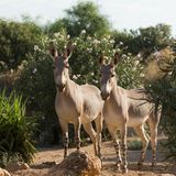 Zwei Afrikanische Esel
