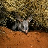 Kaninchennasenbeutler